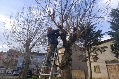 Bursa Gemlik'te yeşil alanlarda budama çalışmaları sürüyor